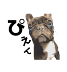 卓上わさびじゃないよ、犬のわさびだよ（個別スタンプ：6）