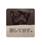 卓上わさびじゃないよ、犬のわさびだよ（個別スタンプ：7）