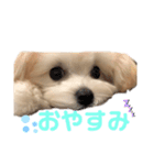チワプーふうちゃん☆（個別スタンプ：7）