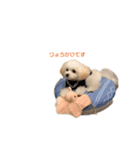 チワプーふうちゃん☆（個別スタンプ：8）