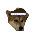 柴ちゃんユキ、ヒナの日常（個別スタンプ：1）