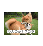 柴ちゃんユキ、ヒナの日常（個別スタンプ：3）