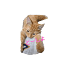 にゃーのきもち（個別スタンプ：1）