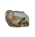 にゃーのきもち（個別スタンプ：5）