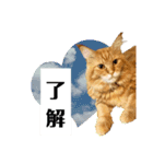 ほんのりおふざけあり、お返事猫スタンプ（個別スタンプ：1）