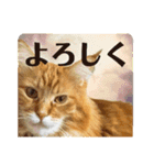 ほんのりおふざけあり、お返事猫スタンプ（個別スタンプ：3）