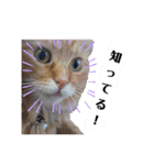 ほんのりおふざけあり、お返事猫スタンプ（個別スタンプ：4）