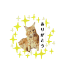 ほんのりおふざけあり、お返事猫スタンプ（個別スタンプ：5）