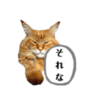 ほんのりおふざけあり、お返事猫スタンプ（個別スタンプ：6）