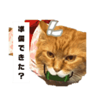 ほんのりおふざけあり、お返事猫スタンプ（個別スタンプ：8）