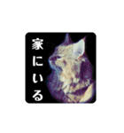 ほんのりおふざけあり、お返事猫スタンプ（個別スタンプ：9）
