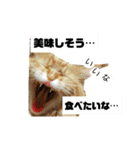 ほんのりおふざけあり、お返事猫スタンプ（個別スタンプ：10）