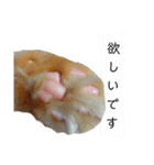 ほんのりおふざけあり、お返事猫スタンプ（個別スタンプ：11）