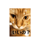 ほんのりおふざけあり、お返事猫スタンプ（個別スタンプ：12）