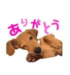 我が家の可愛い子達♡（個別スタンプ：2）