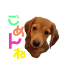 我が家の可愛い子達♡（個別スタンプ：4）