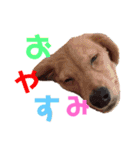 我が家の可愛い子達♡（個別スタンプ：8）