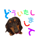 我が家の可愛い子達♡（個別スタンプ：9）