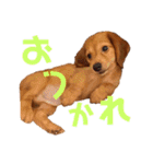 我が家の可愛い子達♡（個別スタンプ：10）