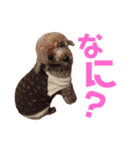 我が家の可愛い子達♡（個別スタンプ：11）
