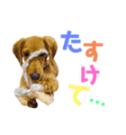 我が家の可愛い子達♡（個別スタンプ：15）