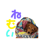 我が家の可愛い子達♡（個別スタンプ：16）