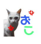 我が家の可愛い子達♡（個別スタンプ：17）