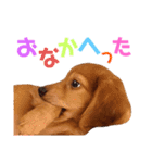 我が家の可愛い子達♡（個別スタンプ：19）