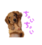 我が家の可愛い子達♡（個別スタンプ：21）