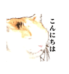 吉村家の猫ちゃん（個別スタンプ：3）