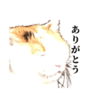 吉村家の猫ちゃん（個別スタンプ：6）