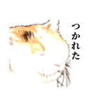 吉村家の猫ちゃん（個別スタンプ：9）