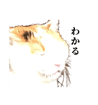吉村家の猫ちゃん（個別スタンプ：26）