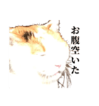 吉村家の猫ちゃん（個別スタンプ：32）