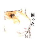 吉村家の猫ちゃん（個別スタンプ：36）