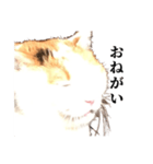吉村家の猫ちゃん（個別スタンプ：39）