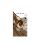 動物大好きスタンプ（個別スタンプ：3）