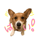 コーギーこじろう♀（個別スタンプ：1）