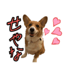コーギーこじろう♀（個別スタンプ：2）