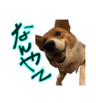 コーギーこじろう♀（個別スタンプ：4）