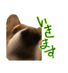 コーギーこじろう♀（個別スタンプ：9）