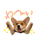 コーギーこじろう♀（個別スタンプ：11）