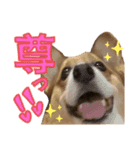 コーギーこじろう♀（個別スタンプ：15）