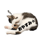 HEROちのニャンコ（個別スタンプ：4）