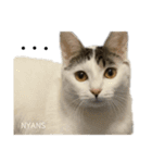動物愛護団体NYANS〜シンプル編〜（個別スタンプ：1）