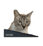 動物愛護団体NYANS〜シンプル編〜（個別スタンプ：2）