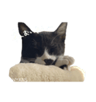 動物愛護団体NYANS〜シンプル編〜（個別スタンプ：4）