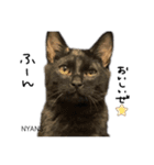 動物愛護団体NYANS〜シンプル編〜（個別スタンプ：5）
