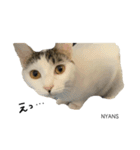 動物愛護団体NYANS〜シンプル編〜（個別スタンプ：6）