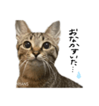 動物愛護団体NYANS〜シンプル編〜（個別スタンプ：7）